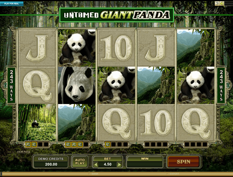 Untamed giant panda