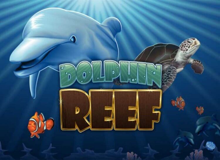 Dolphin reef