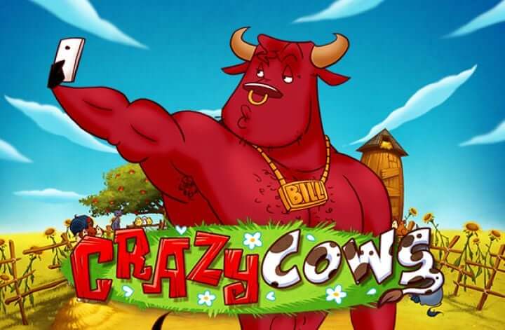 Crazy cows