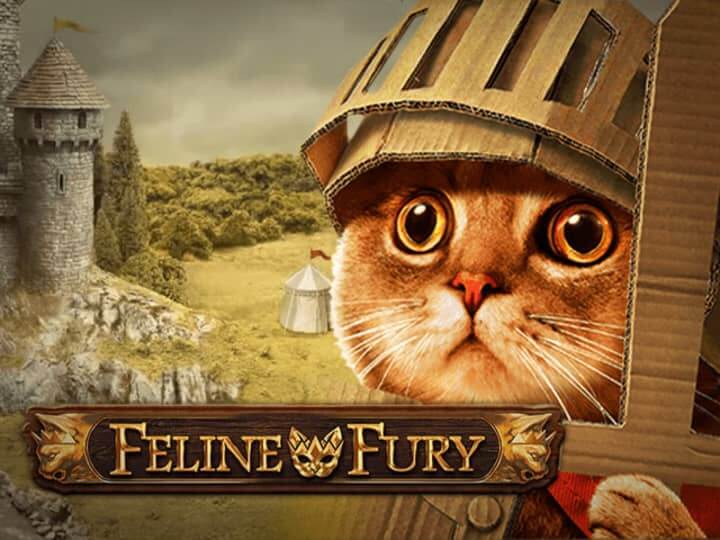 Feline fury